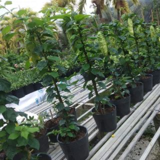 Cây Huyền Trân Công Chúa(tặng kèm phân bón)