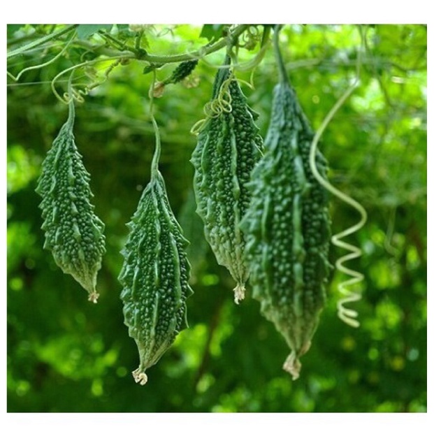 Hạt giống khổ qua rừng - rau củ quả trồng chậu chịu nhiệt 4 mùa tỉ lệ nảy mầm cao 1g RADO 52