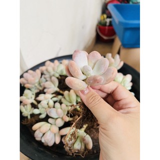 SEN ĐÁ SỎI CAM DÁNG THỤ (loại 1 nhánh)