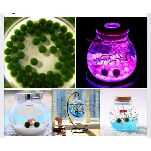 Tảo cầu thú cưng marimo ( chỉ bán con marimo màu xanh )