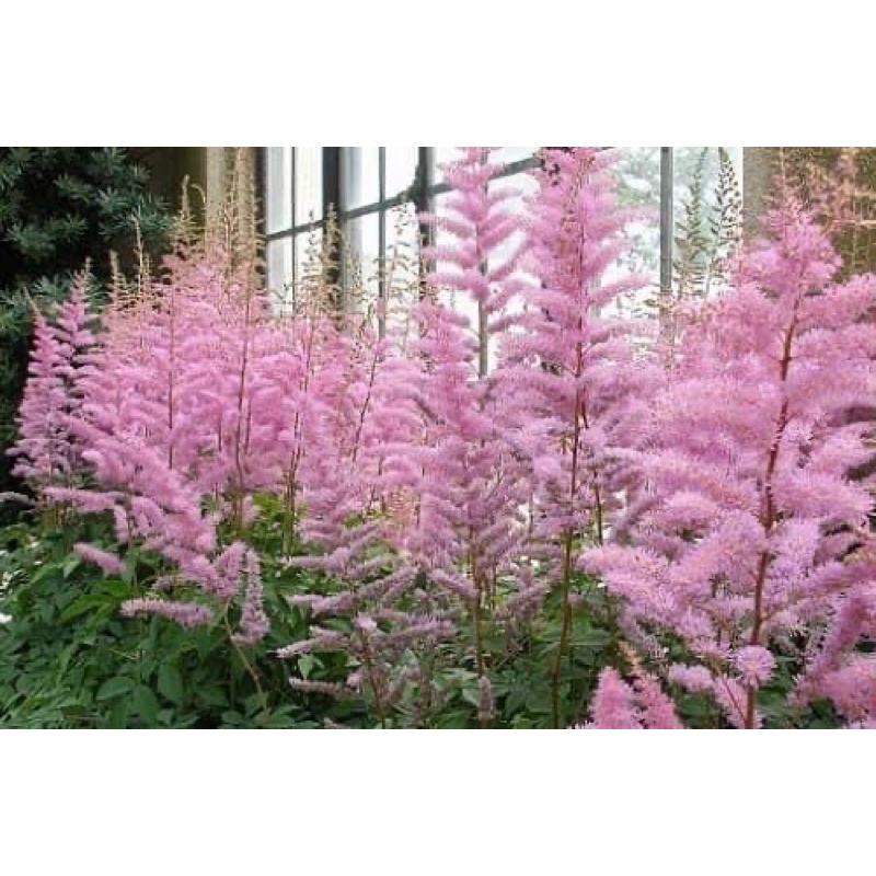 Cây giống hoa hạnh phúc Chơi tết