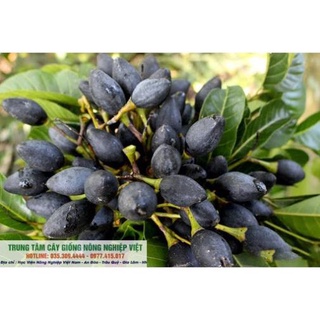 Cây Giống Trám Đen