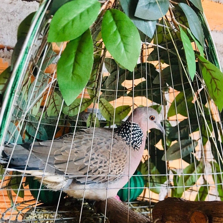 Ngũ Cốc Trộn 20 Loại Hạt Cho Chim Cu Gáy