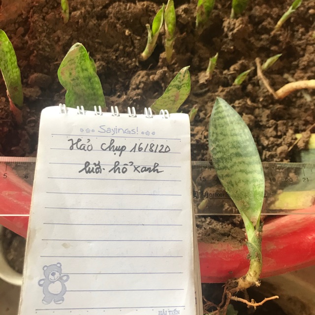 Lưỡi hổ xanh