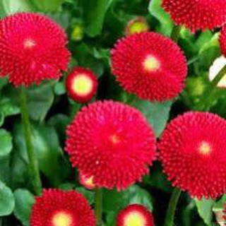 200 hạt giống cúc anh màu đỏ