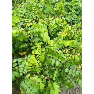 Cây Giống Khế Chua (Siêu Sai Siêu Sớm)