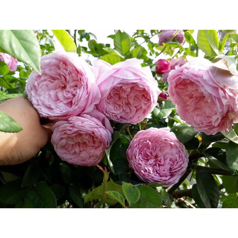 COMBO 5 GỐC HỒNG CỔ SAPA TẶNG KÈM KÍCH RỄ VÀ HƯỚNG DẪN TRỒNG)