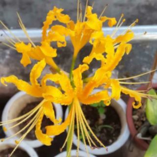 Củ Hoa Bỉ Ngạn 5 màu