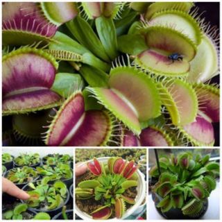 Hạt giống cây bẫy kẹp - cây ăn thịt