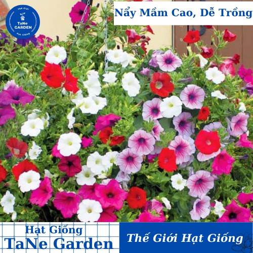 200h Hạt Giống Hoa Dạ Yến Thảo Mix Màu - TaNe Garden