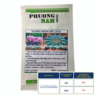 50H - HẠT GIỐNG XƯƠNG RỒNG GYM LỘN XỘN.