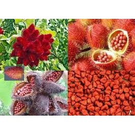 HẠT MÀU ĐIỀU 1KG
