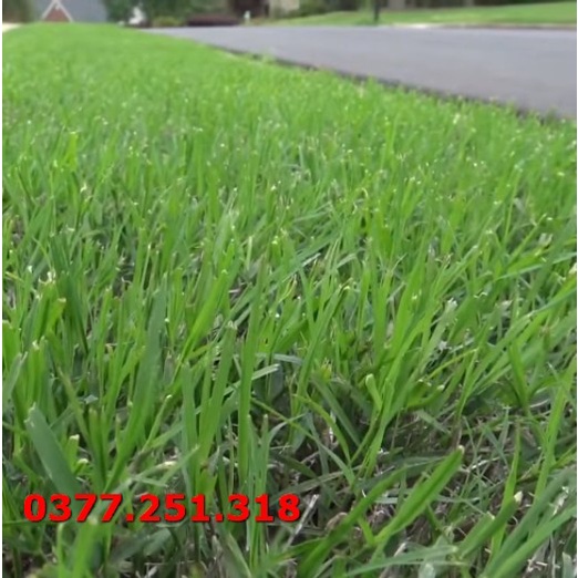 Gói 100g Hạt Giống Cỏ Bermuda - Cỏ Thảm, Cỏ Trang Trí Sân Vườn, Sân Bóng Đá