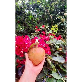 Giống Cây Nê Na