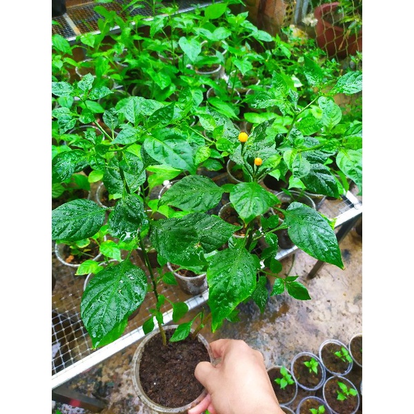 Giá thể ươm hạt giống giàu dinh dưỡng.