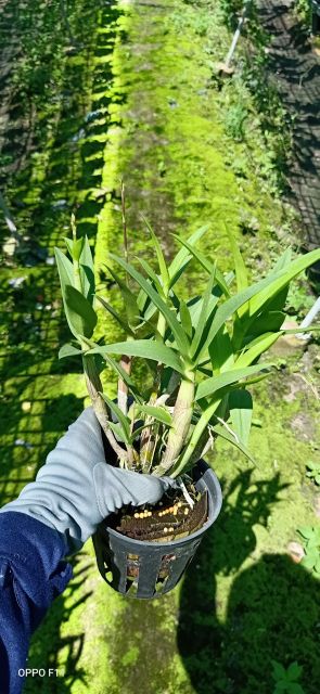 Denro mini Yaya mặt cười