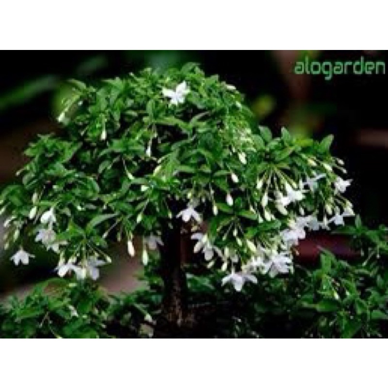 CÂY MAI CHIẾU THUỶ BONSAI MINI