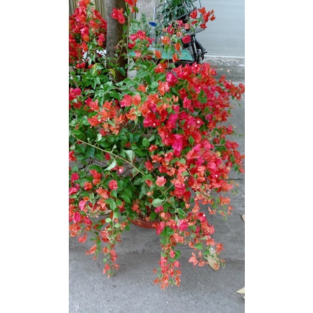Chậu Cây Hoa Giấy