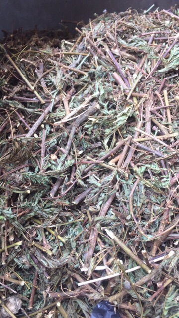 Cây xấu hổ 1kg