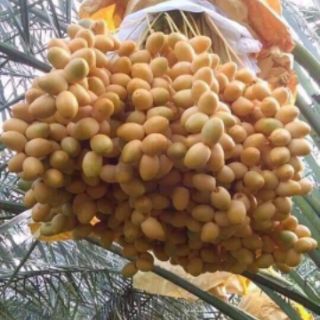 Hạt giống chà là thái