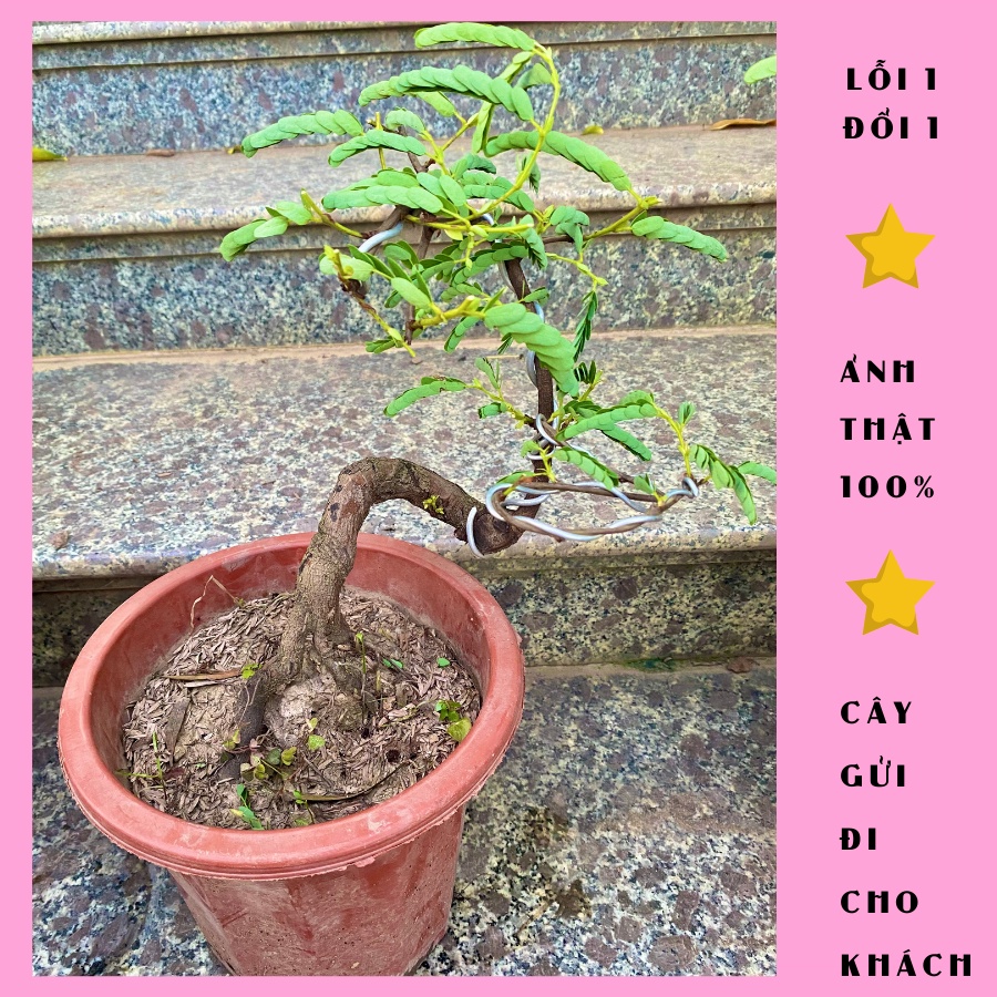 Cây me bonsai cao 40cm trang trí sân vườn, lá xanh tốt quanh lắm, ảnh thật, lỗi 1 đổi 1