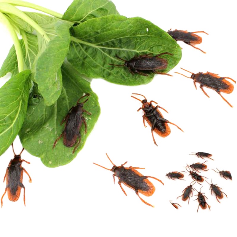 Bộ 10 Gián Giả Bằng Cao Su Trang Trí Nhà Cửa