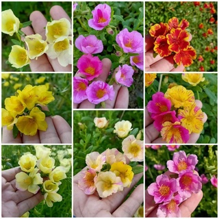 cây giống 10h sam