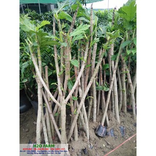 Cây giống Sake, cây giống ăn được quả cao 1m2 - caygiong-f1