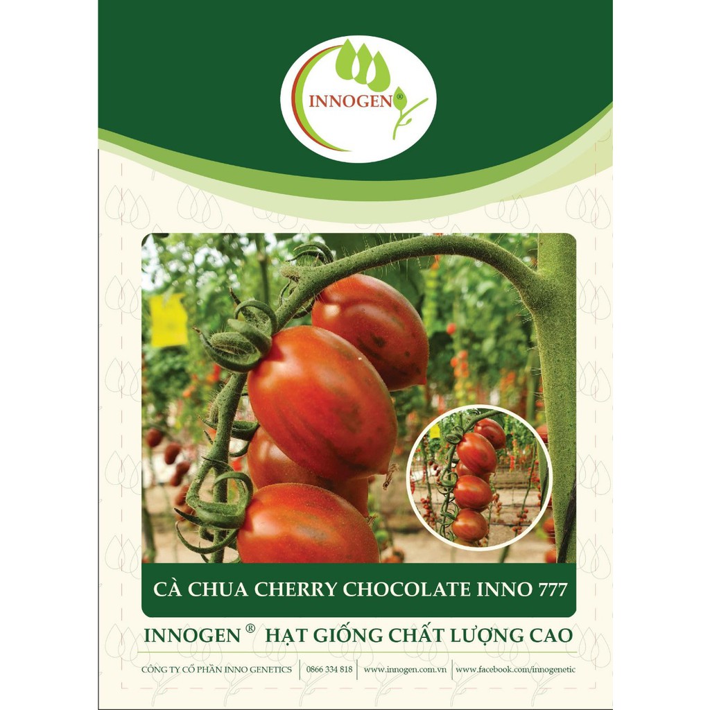 Cà chua Cherry Chocolate Inno 777  - gói 10 hạt