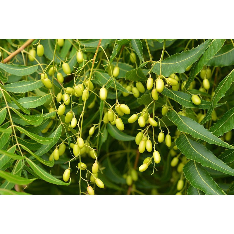 DẦU NEEM -500ml | BigBuy360 - bigbuy360.vn