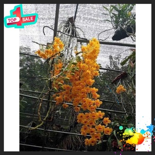 🍀bao chất🍀hoa lan phi điệp vàng hàng rừng tây bắc