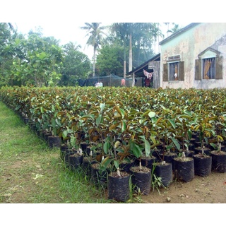 Cây Giống Vú Sữa Lò Rèn