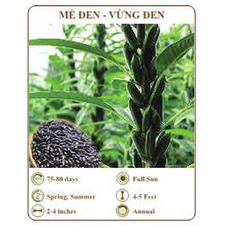 Hạt giống mè đen - vừng đen - THE XANH