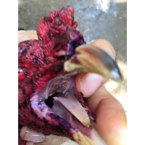 Kén mép VO giúp mép mau lành và không bị ké mép sau khi xoay xổ