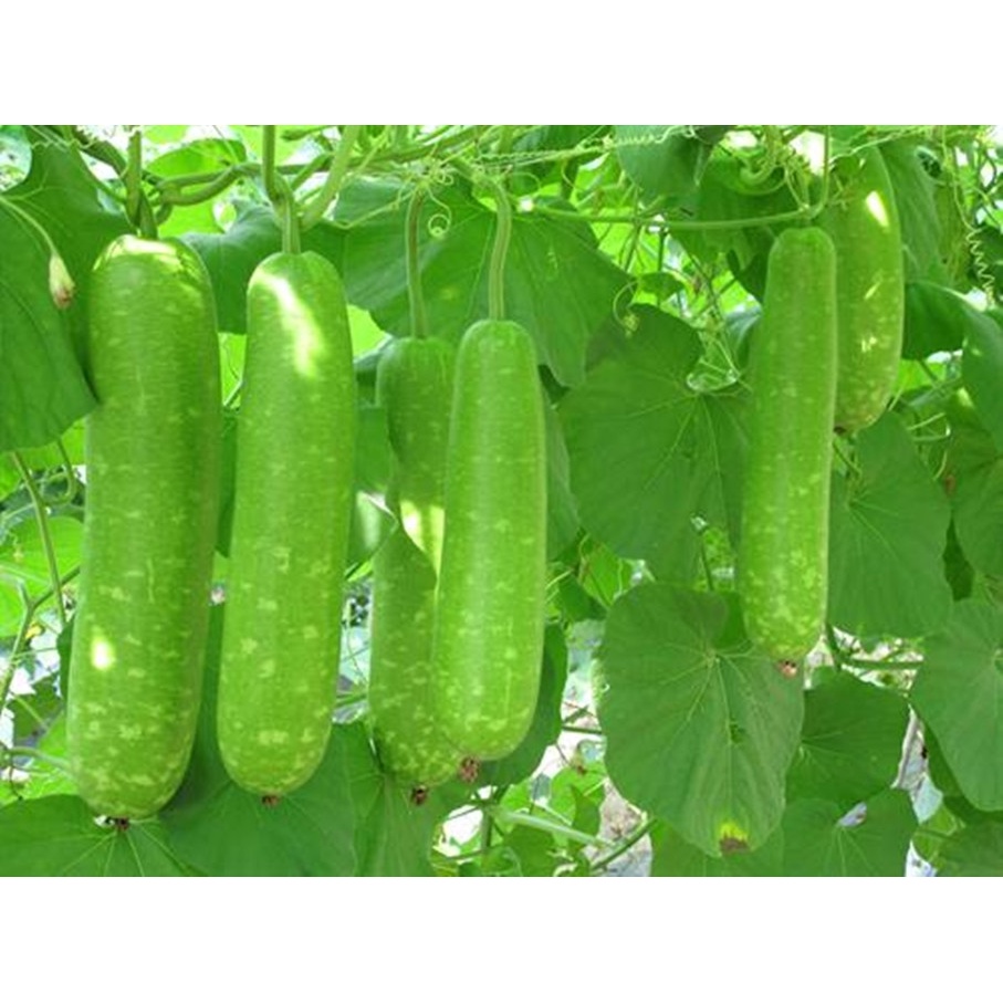 Phân trùn quế nguyên chất LAVAMIX - bao 2kg