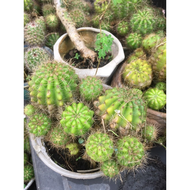 Xương rồng bí xanh