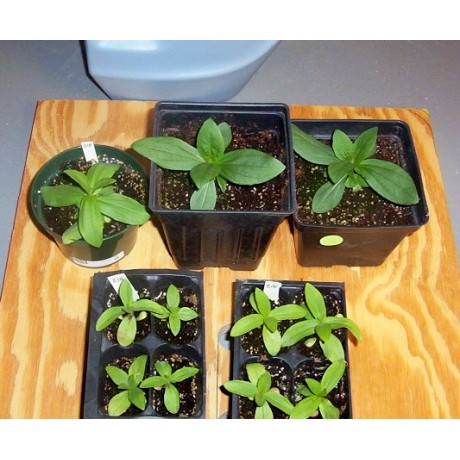 Hạt Giống Hoa Cúc Lá Nhám Mix Nhiều Màu  -