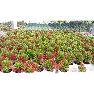 SEN ĐÁ ĐẸP - COMBO 30 CÂY SEN ĐÁ (16-20 loại) - sen đá vỉ size 3-5 cm