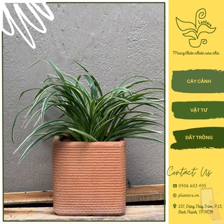 Cây cỏ lan chi chậu c6 - cây cảnh - cây ưa mát - cây nhỏ