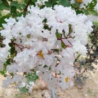Cây giống tường vi