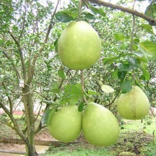 Combo 3 cây giống bưởi siêu ngọt