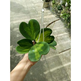 Lan cẩm cù đột biến
