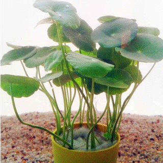 RAU MÁ DÙ Thủy Sinh ( 5 cốc)