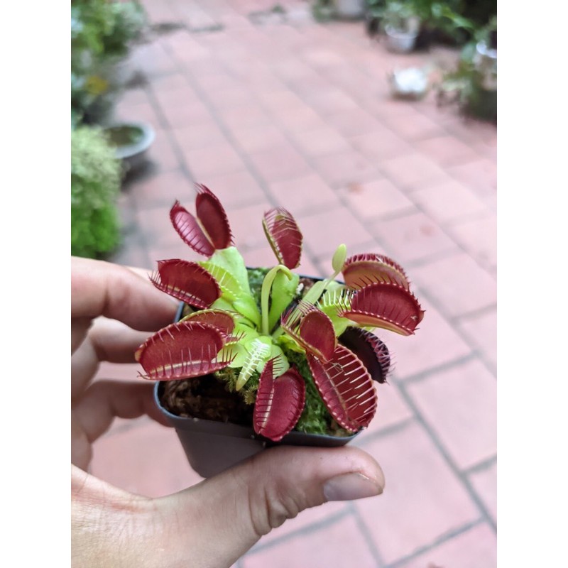 Cây bắt mồi bẫy kẹp venus flytrap cây khoẻ đẹp