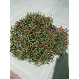 ớt hiểm trái nhỏ