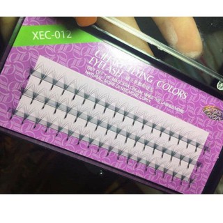 Mi hoa Sơn Trà C007, D007 (từ 8 đến 15)