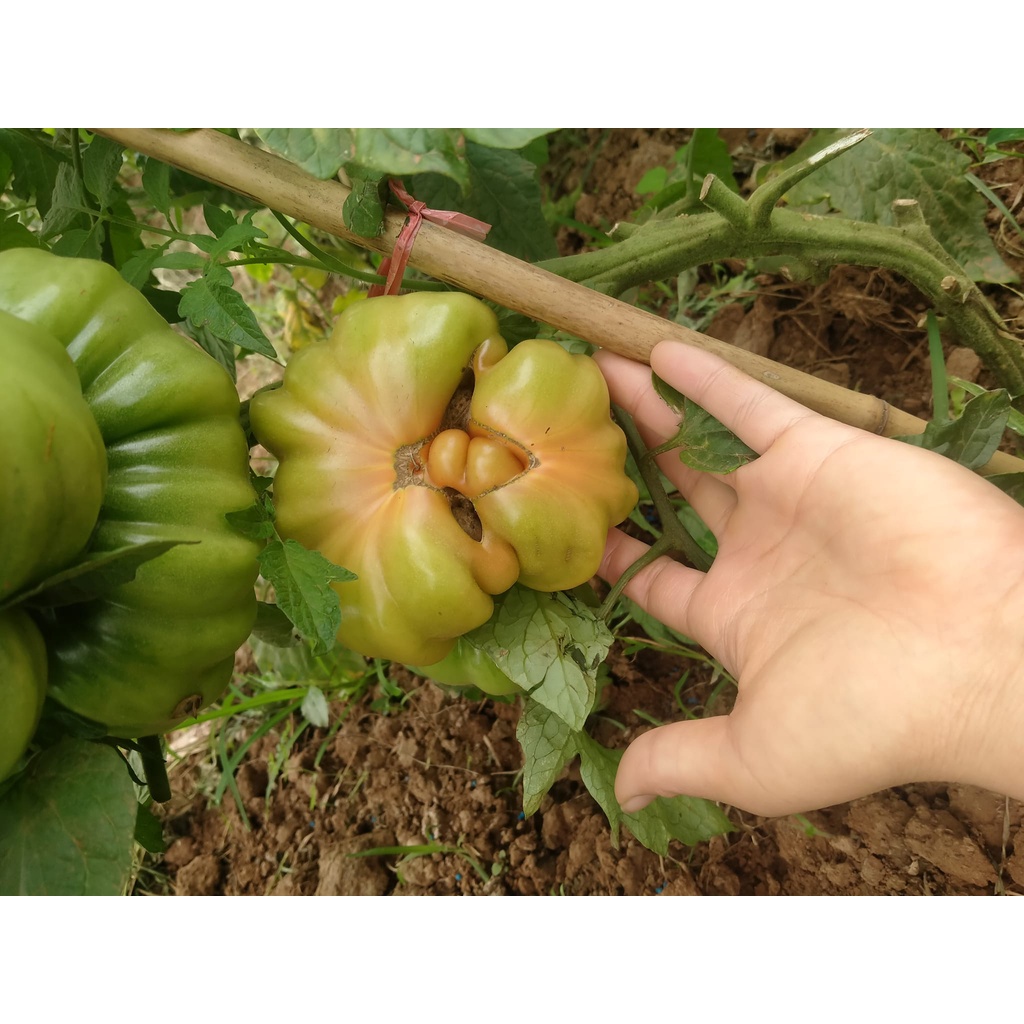 🌱 Cà chua múi Sơn La nảy mầm 100%