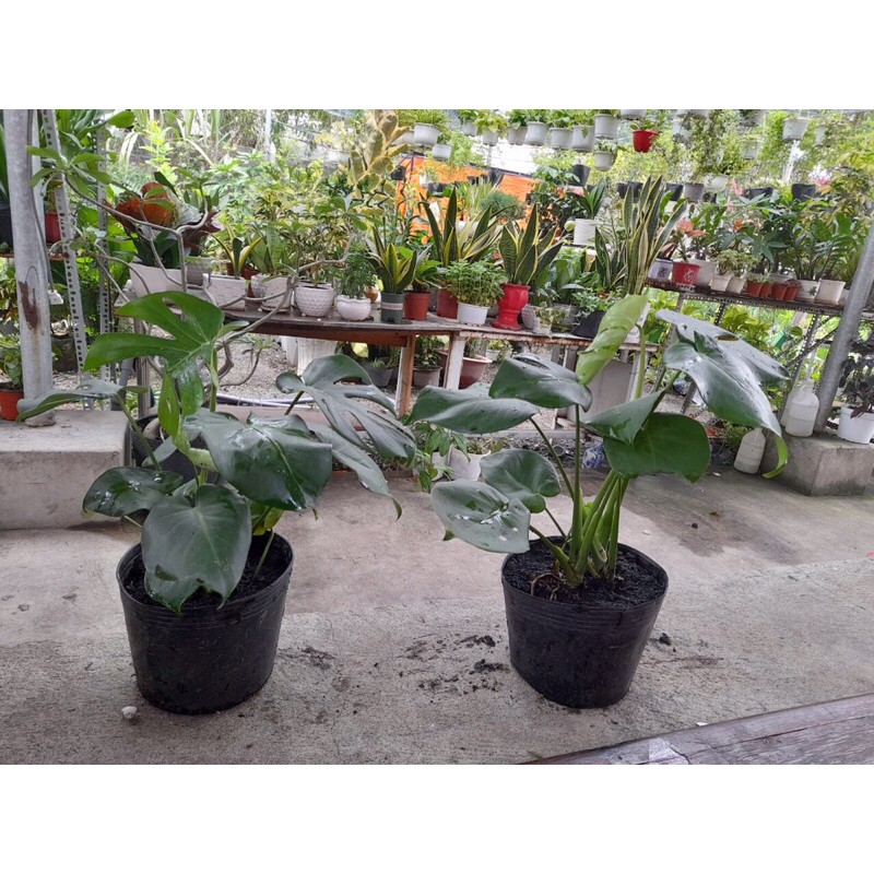 Trầu bà lá xẻ