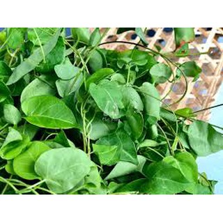 0.5GR - HẠT GIỐNG LÁ GIANG