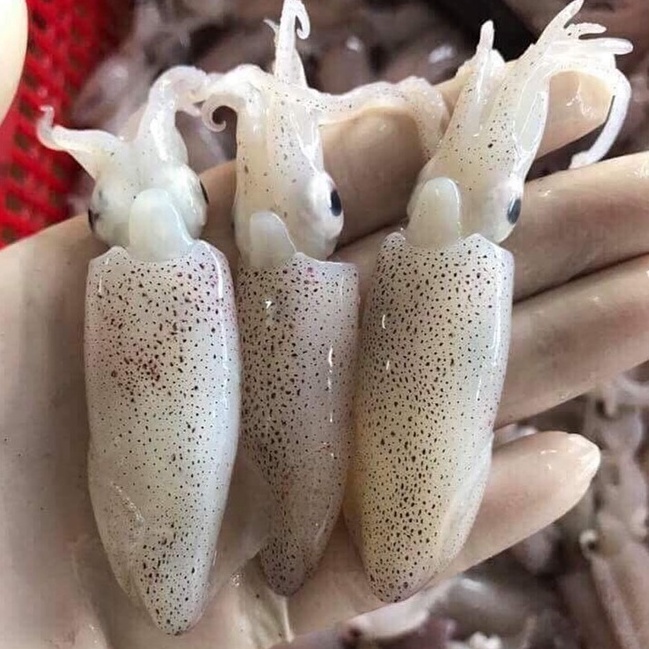 Mực sim trứng khay 500gr vừa vặn cho một miếng ăn rất ngon  3M FOOD HS